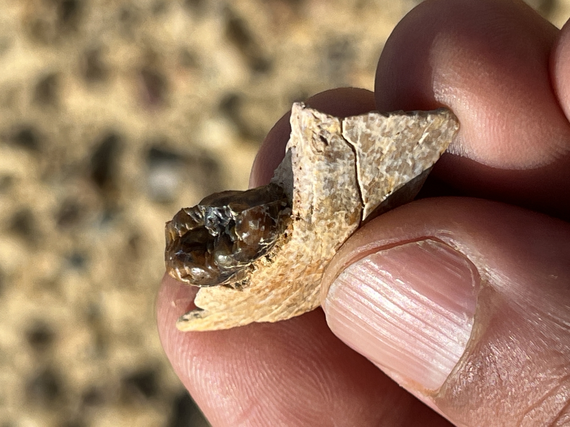 هشام سلام وشروق الأشقر