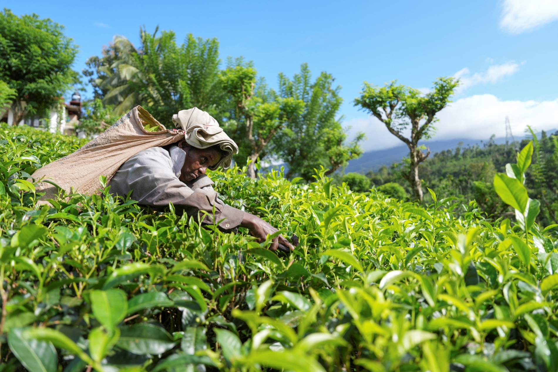 REUTERS/Thilina Kaluthotage