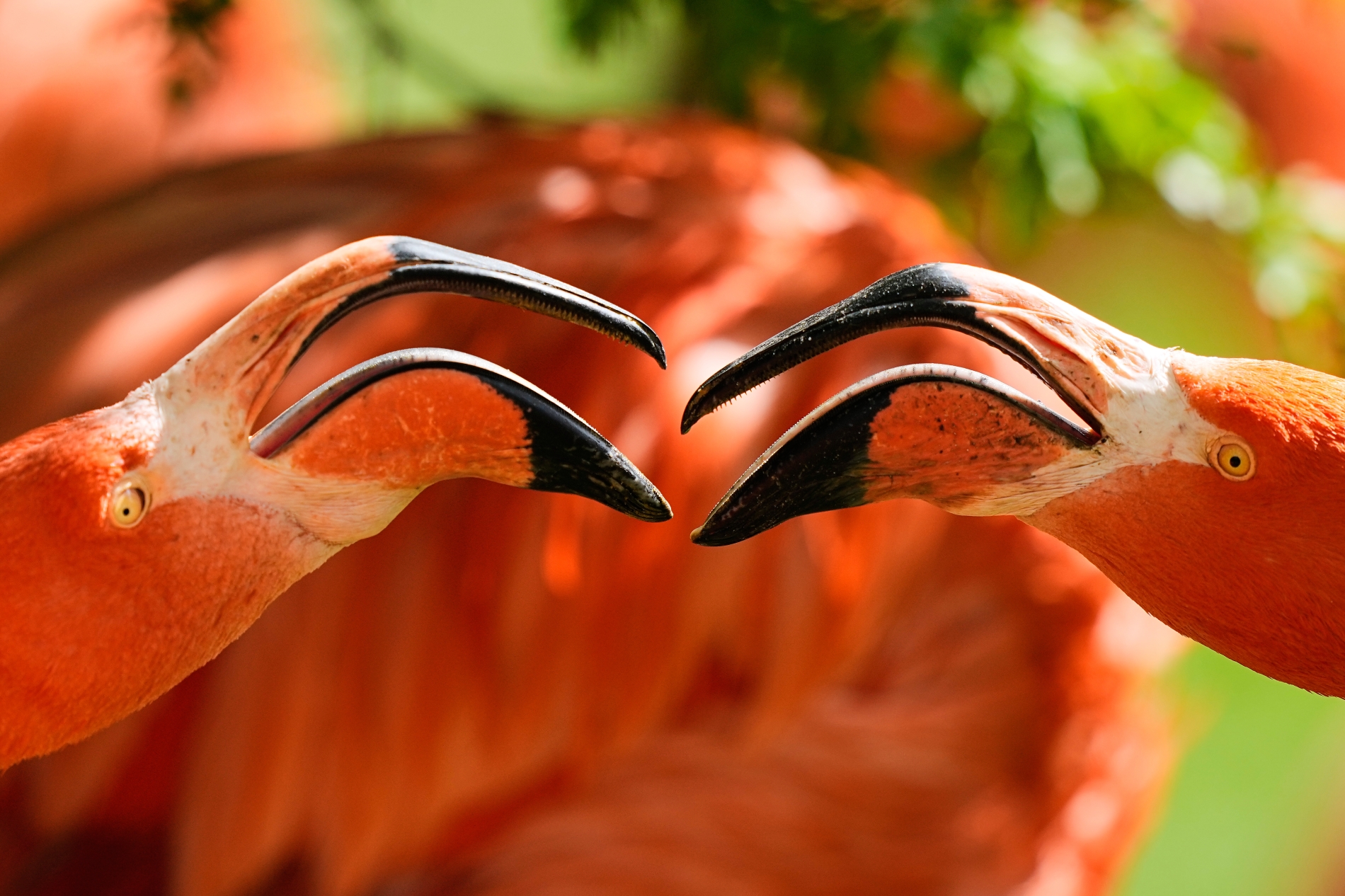 مارتن ميسنر- أ.ب