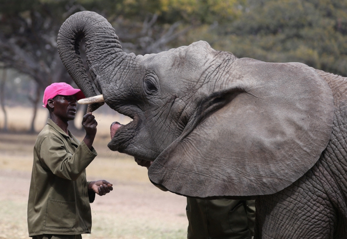 REUTERS/Philimon Bulawayo 
