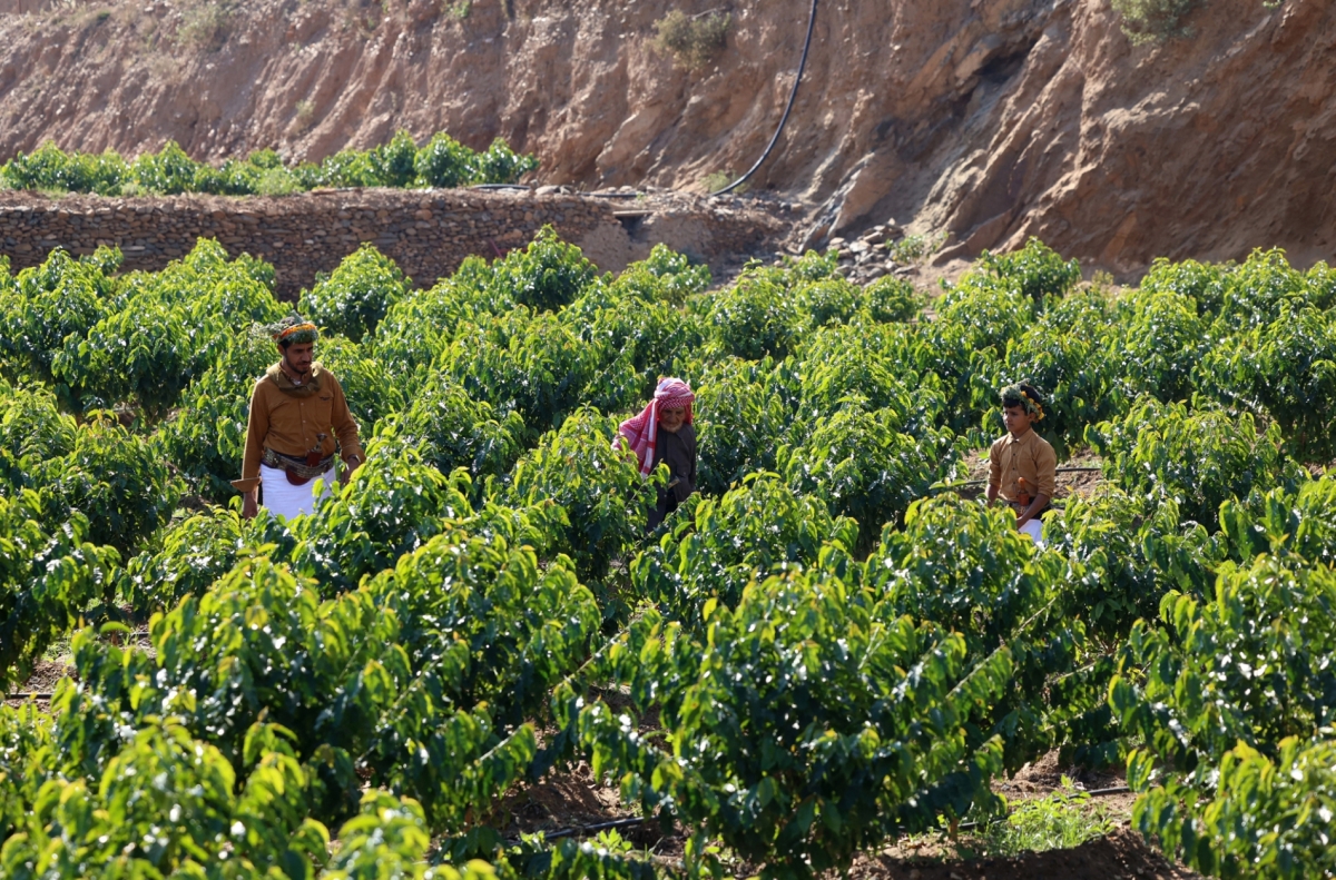 Farmers pick coffee in Jazan farms, southern Saudi Arabia, January 26, 2022.
 