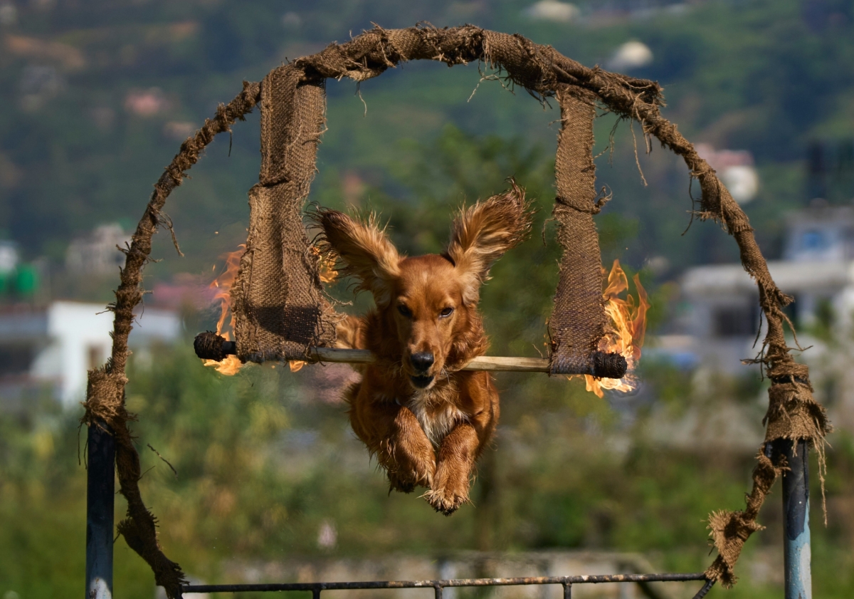 نيرانجان شريستا- أ.ب