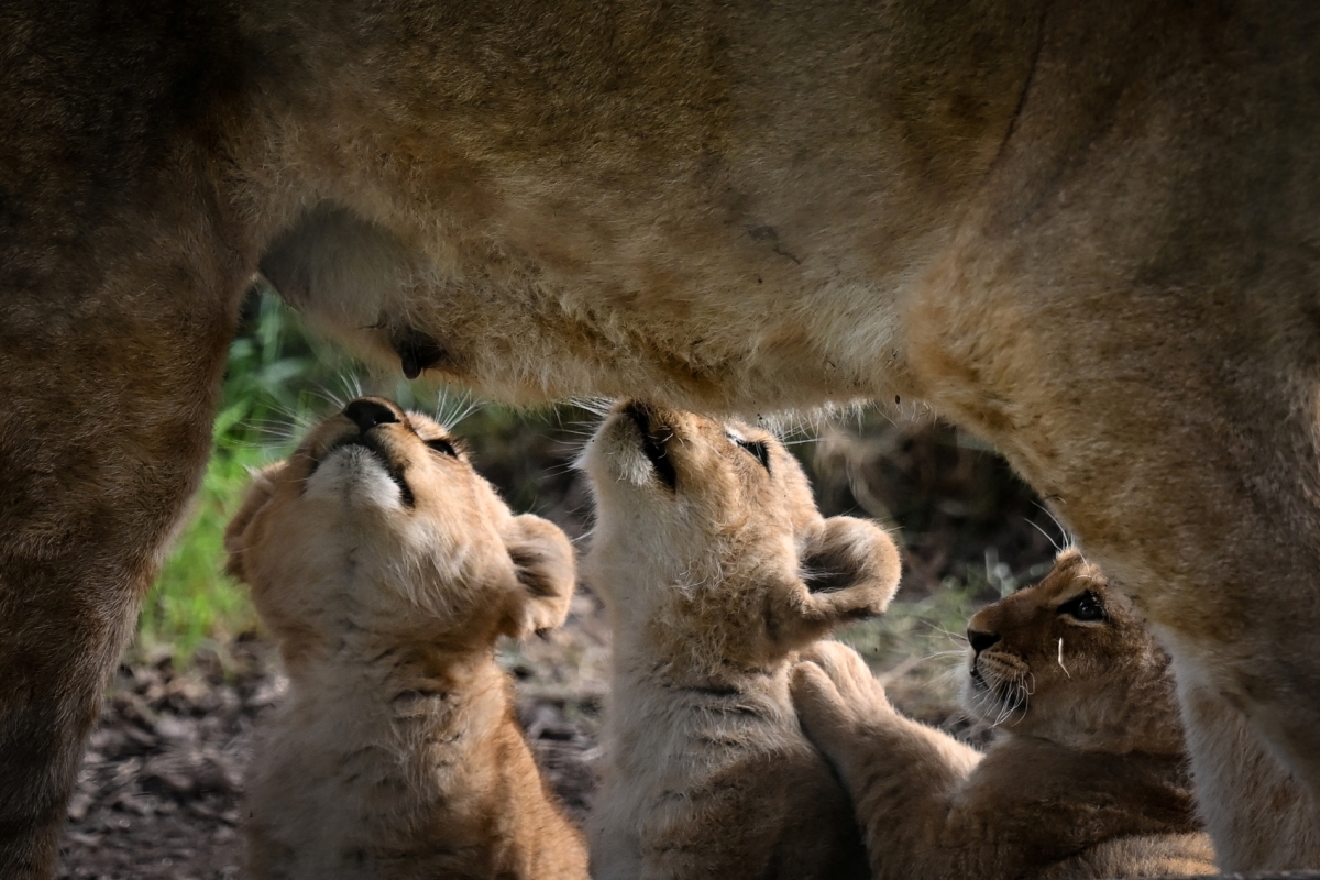 لو بينوا - أ.ف.ب