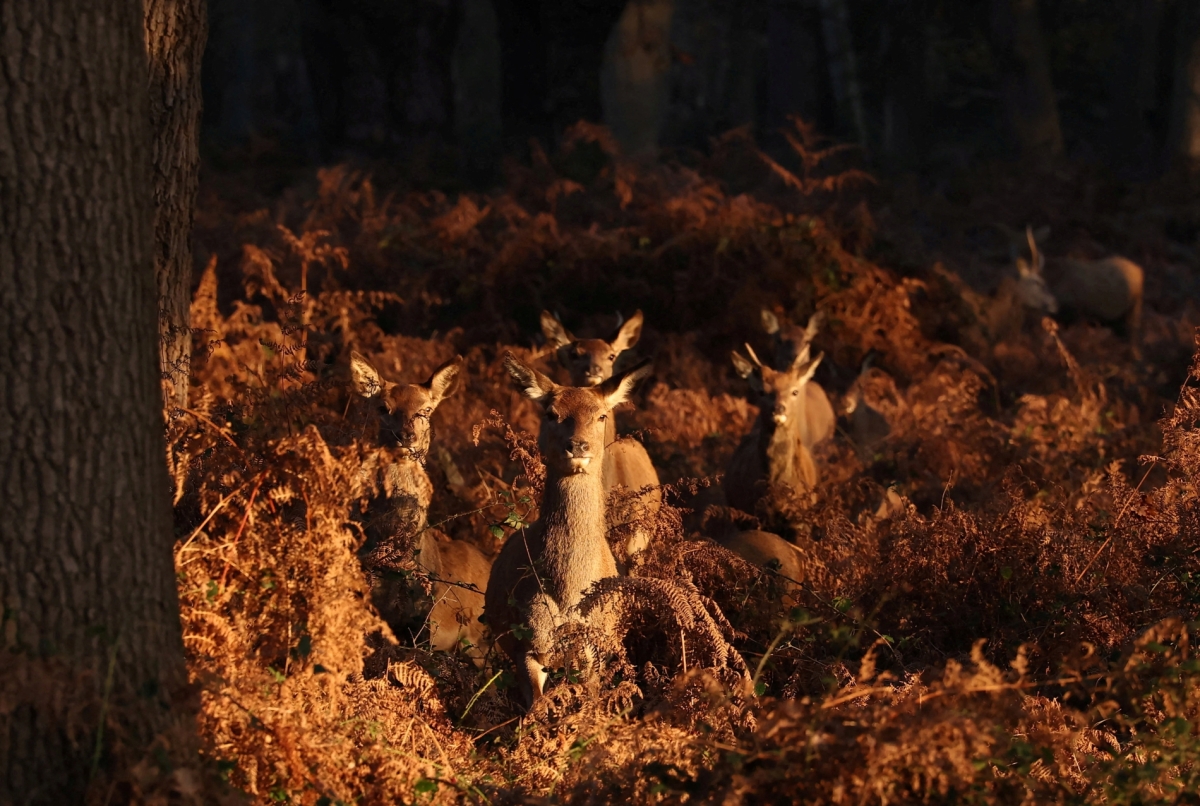 REUTERS / Toby Melville