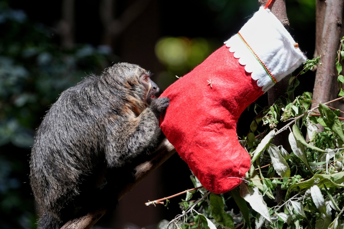 AP Photo/Kirsty Wigglesworth