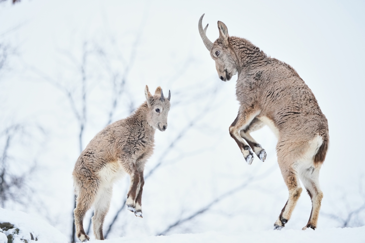 إبراهيم نوروزي- أ.ب
