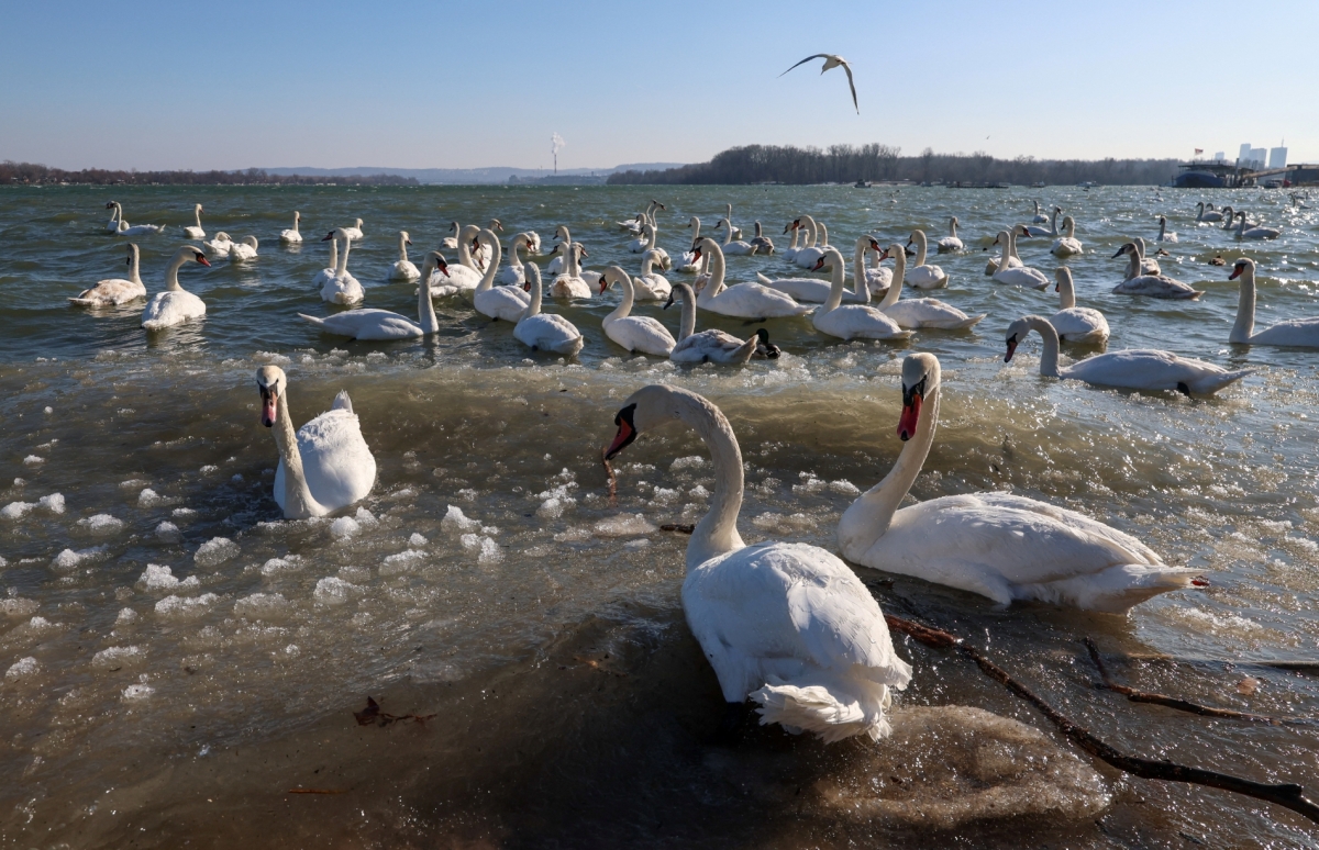 REUTERS/ Zorana Jevtic