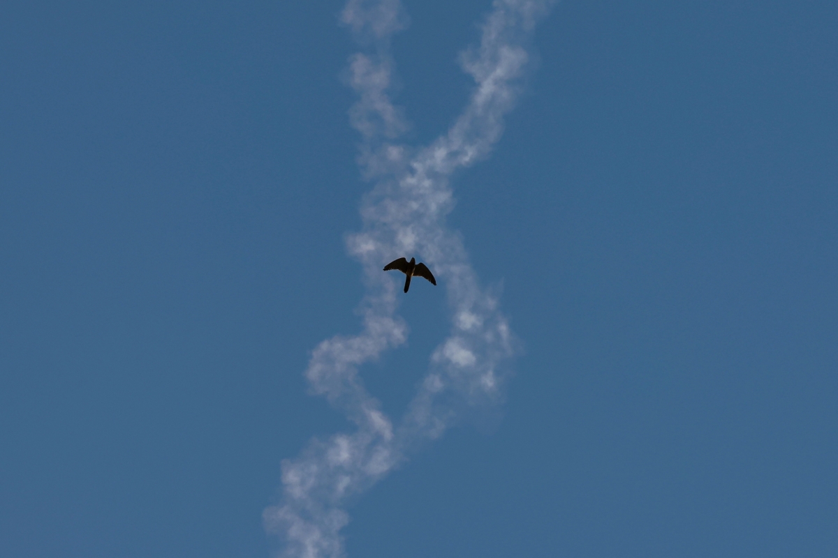 تايرون سيو- رويترز