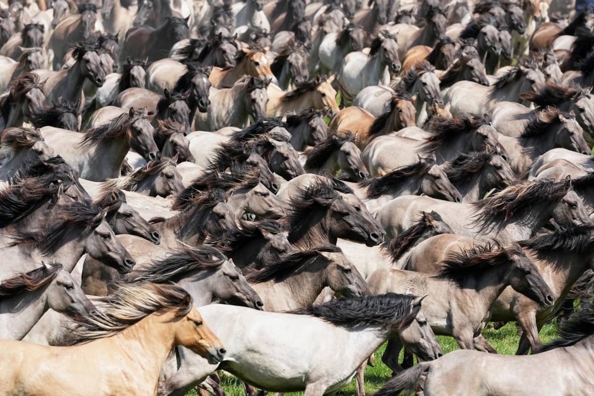 AP Photo/Martin Meissner