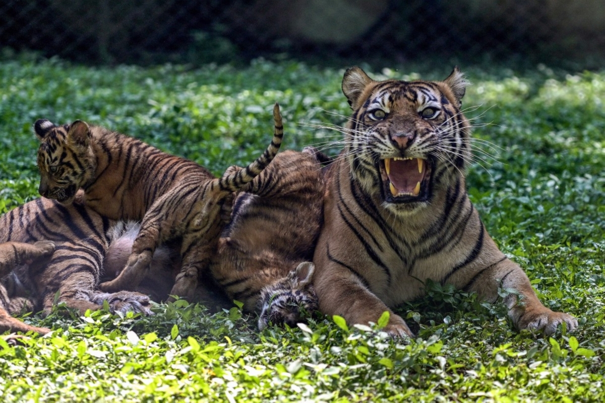 Juni KRISWANTO / AFP