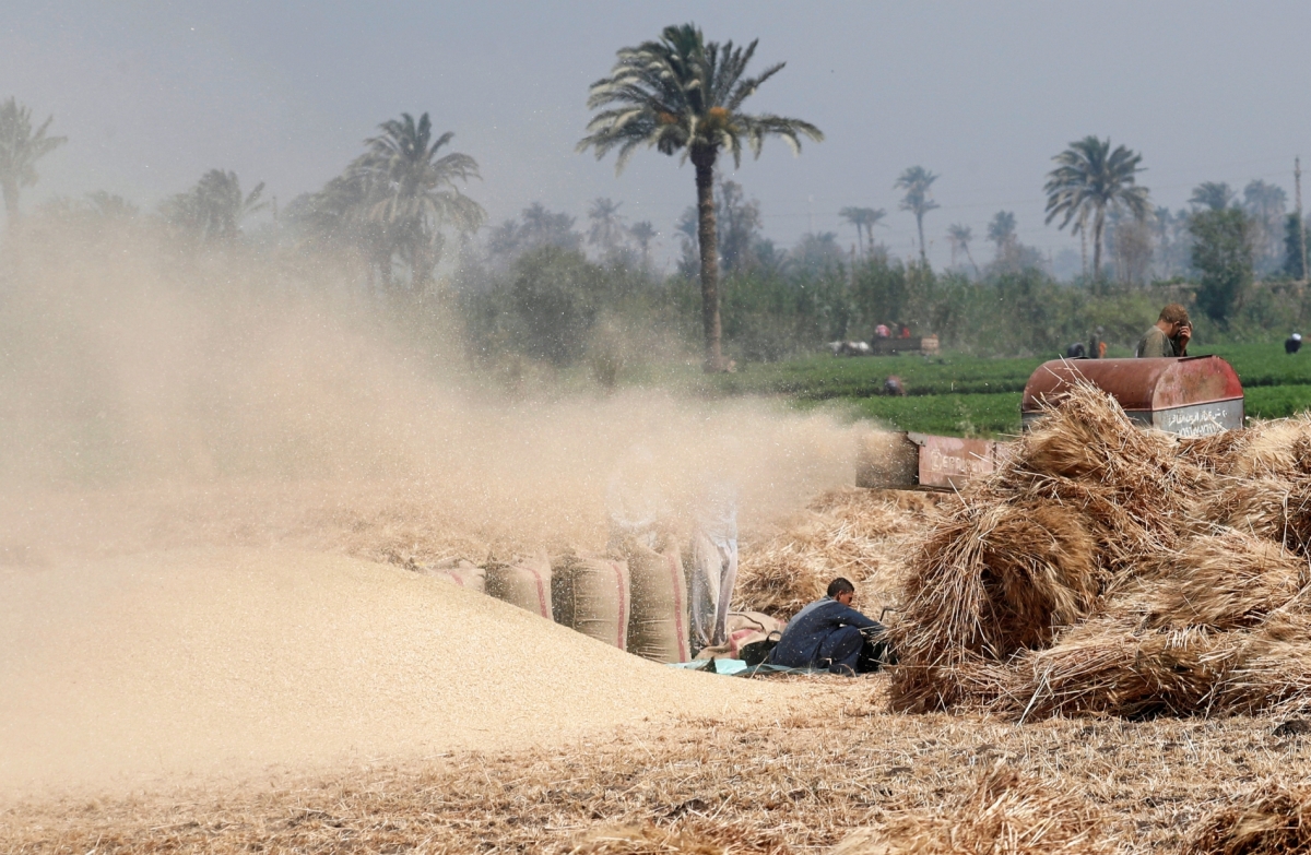 Farmers use a threshing machine as they harvest their wheat in Minya, south of Cairo.