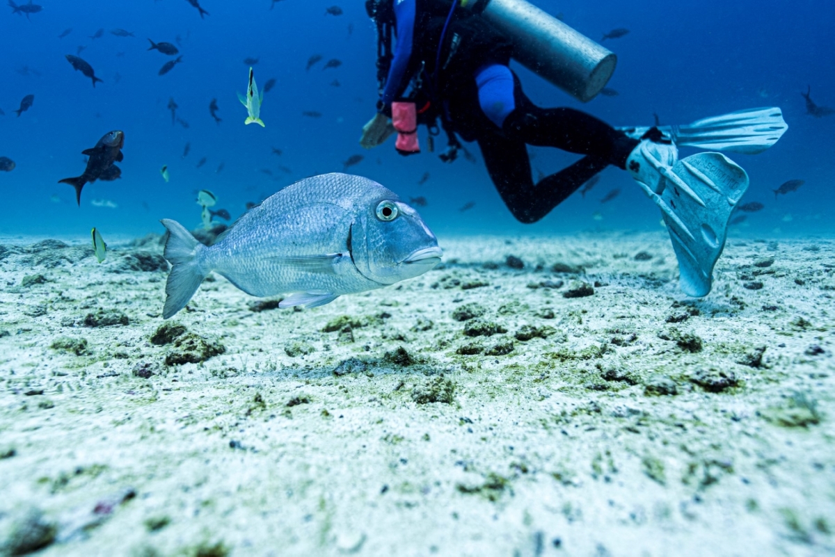Underwater image of a diver among fish at the North Seymour Island dive site in the Galapagos archipelago, Ecuador, taken on 8 March 2024.