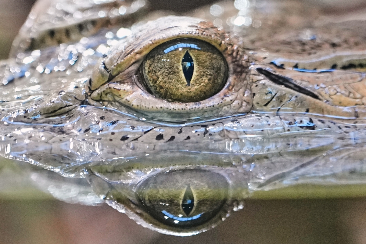 AP /Martin Meissner