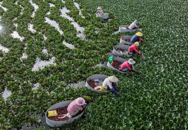 مزارعون يحصدون الكستناء المائي في بركة في هوايان 
بمقاطعة جيانغسو بشرق الصين 