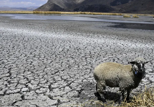 خروف على أرض متشققة في منطقة باهيا التي تتقاسمها بوليفيا وبيرو. بلغت مستويات المياه في بحيرة تيتيكاكا أدنى مستوياتها التاريخية بسبب تغير المناخ والجفاف