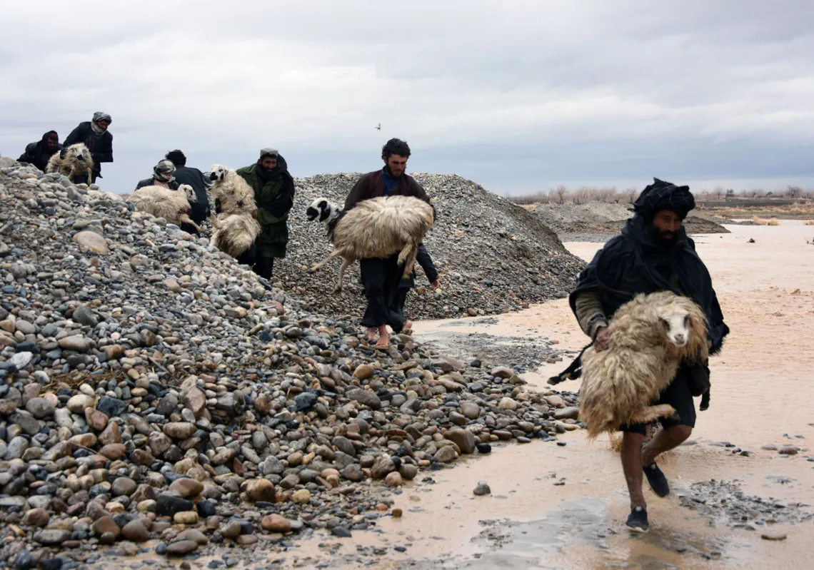 Afghan villagers carry sheep along a flood affected area in Arghandab district of Kandahar province.(Getty)