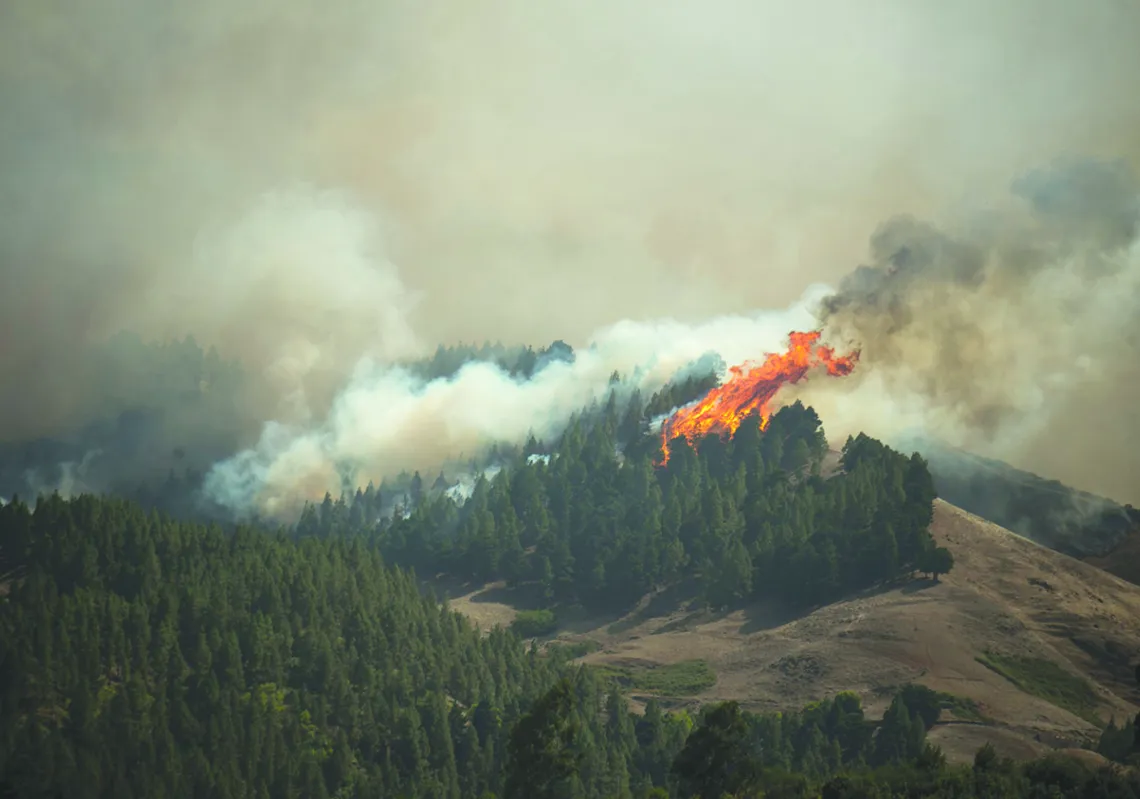 Flames rise from a forest fire raging in Montana Alta on the island of Gran Canaria. (Getty)