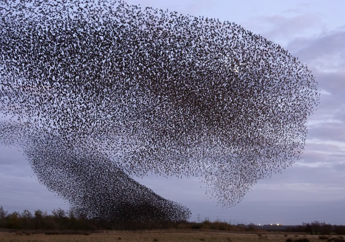 An amazing murmuration of starlings appears in the sky on November 6, 2019 in Gretna Green, Scotland. The spectacular displays take place during the winter months in the UK before the birds land to roost. (Getty)