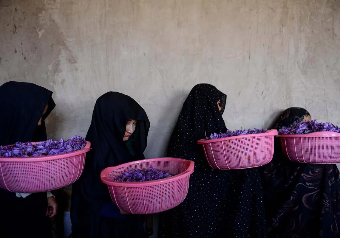 Workers carry buckets of saffron flowers to sort them at a cleaning center in Herat province on November 13, 2019. (Getty)