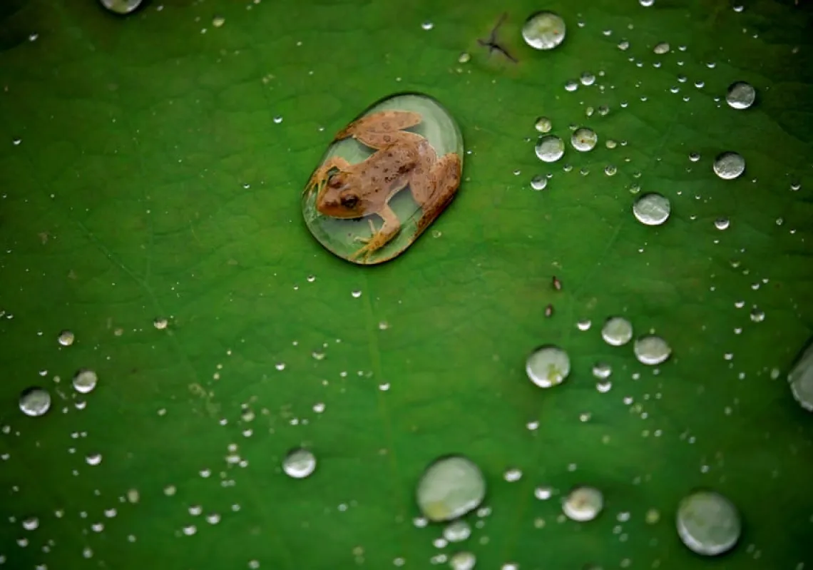 A frog on a pond lotus leaf after the rain in Lalitpur. (Reuters)