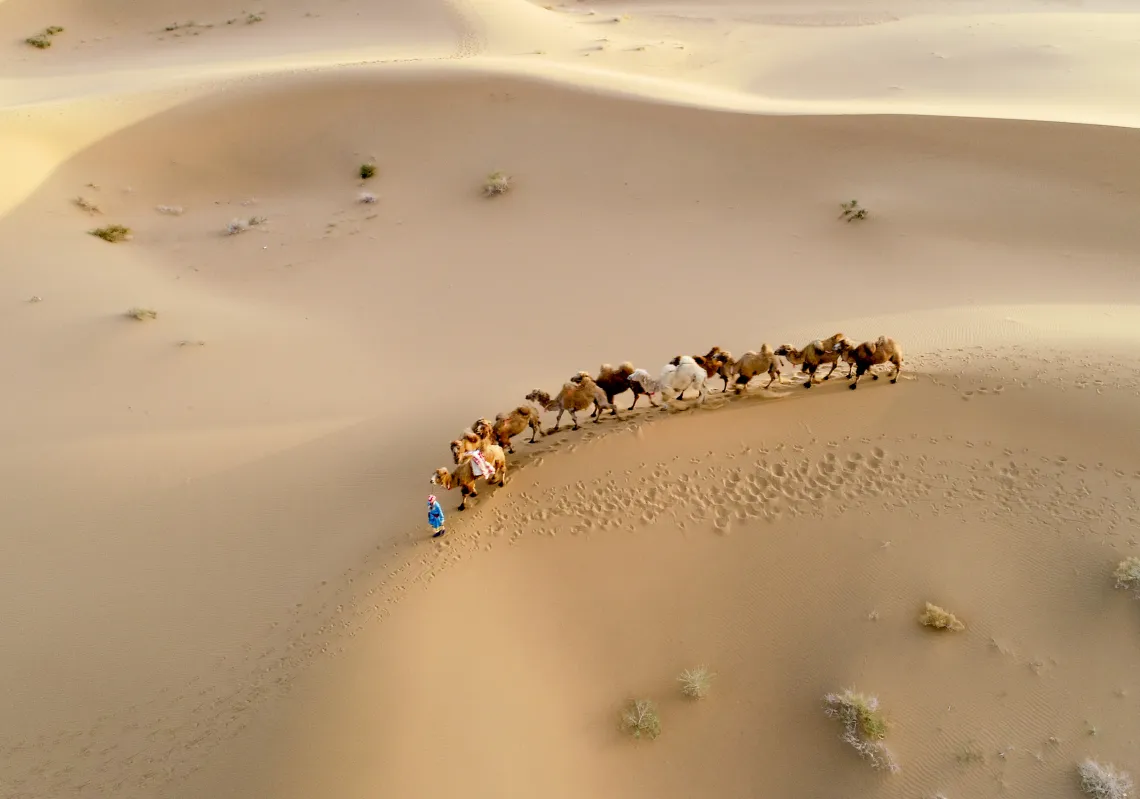 A herder drives camels on Badain Jaran Desert on May 1, 2020 in Alxa League, Inner Mongolia Autonomous Region of China. (Getty)