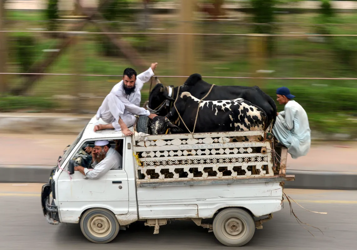 Men transport cows with a van after buying from a cattle market ahead of the Muslim festival Eid al-Adha or the 'Festival of Sacrifice', in the Pakistan's port city of Karachi on July 29, 2020. (Getty)