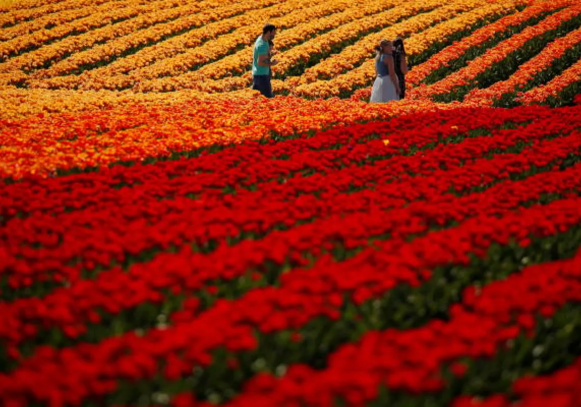 People visit RoozenGaarde during the Skagit Valley Tulip Festival, which was canceled last year due to the coronavirus disease (COVID-19) outbreak, in Mount Vernon, Washington, U.S.(Reuters)