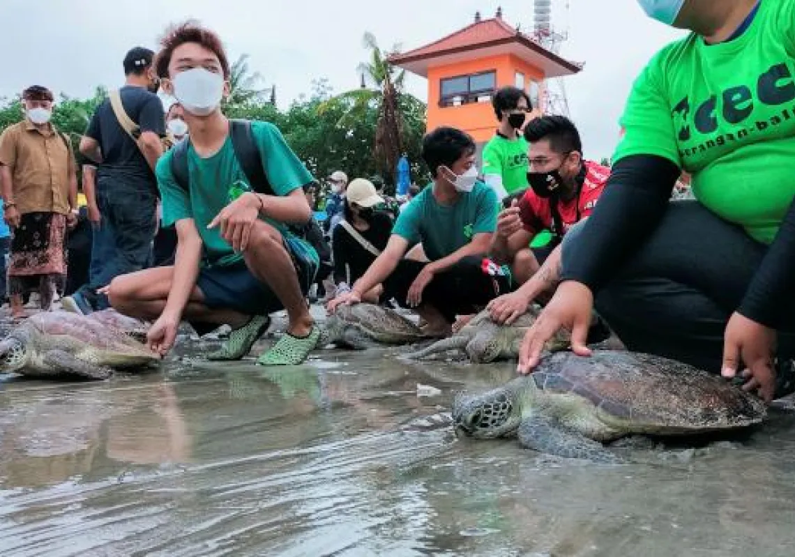Volunteers prepare green sea turtles (Chelonia mydas), that are confiscated from poachers and traders, to be released to the sea at Kuta beach in Bali, Indonesia, January 8, 2022. REUTERS/Sultan Anshori