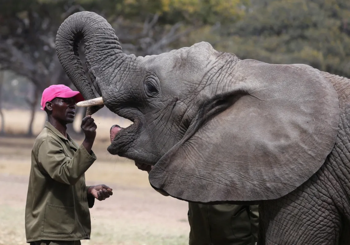 January Gweshe, a senior animal caregiver, feeds an orphaned elephant named Kadiki (The Little One) at Wild is Life, in Harare, Zimbabwe, on August 14, 2025. 