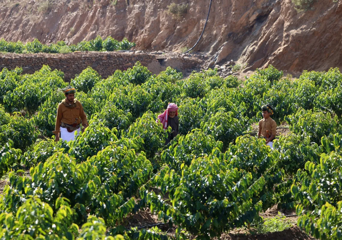 Farmers pick coffee in Jazan farms, southern Saudi Arabia, January 26, 2022.
 