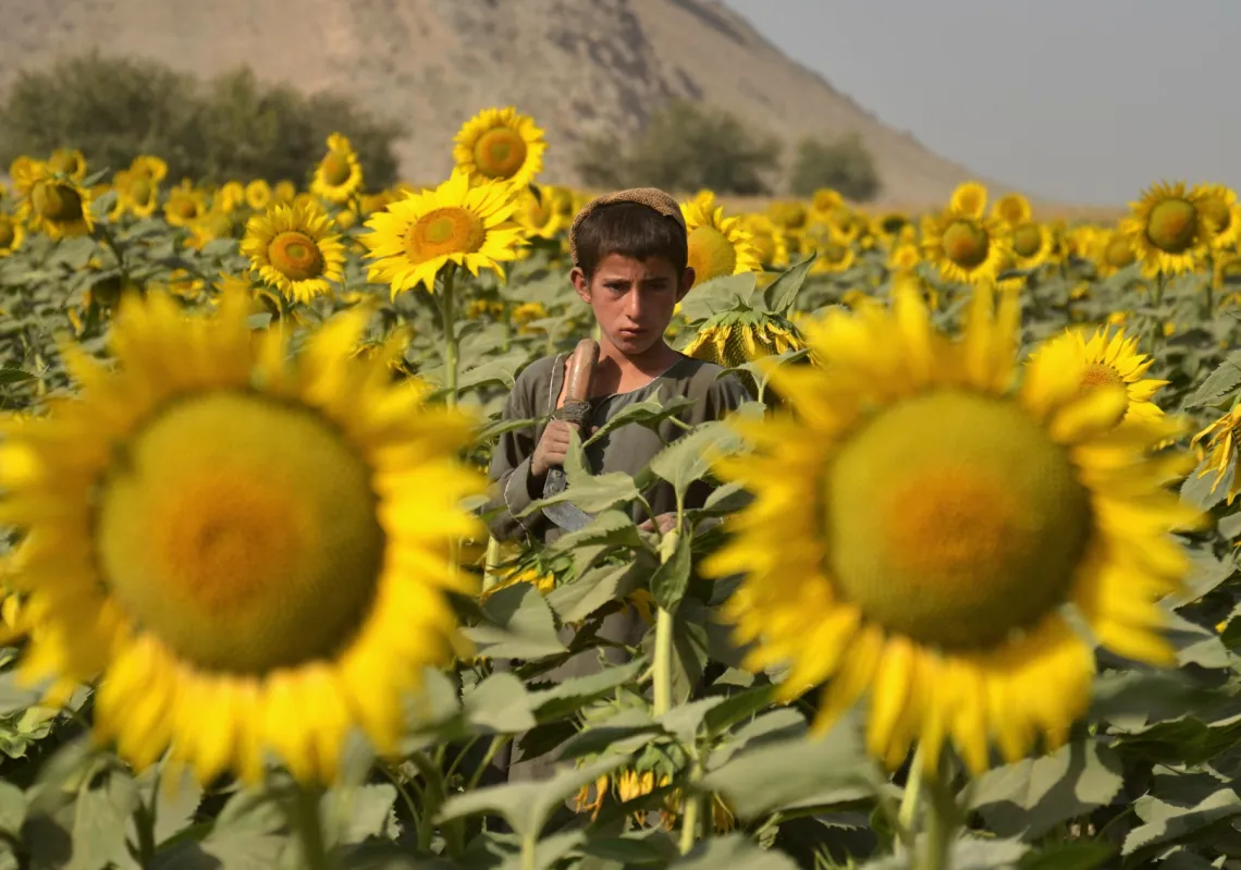 An Afghan boy stands in a sunflower field in the Panjwai district of Kandahar province on October 21, 2025. 