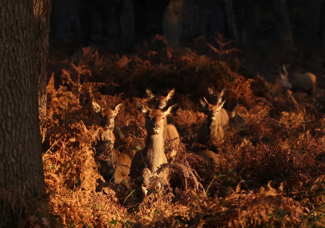 غزلان بين الأشجار الكثيفة خلال الطقس البارد في ريتشموند بارك، غرب لندن، بريطانيا، 21 نوفمبر