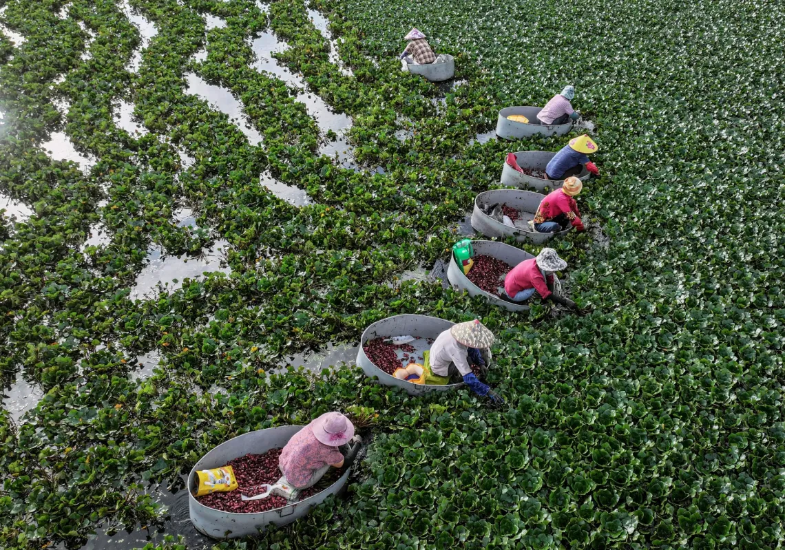 مزارعون يحصدون الكستناء المائي في بركة في هوايان 
بمقاطعة جيانغسو بشرق الصين 
