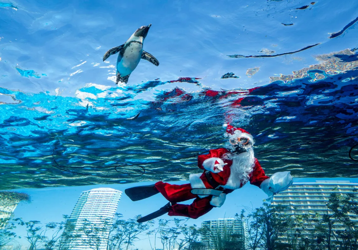 A diver dressed in a Santa Claus costume swims with a penguin at Sunshine Aquarium during preparations for the upcoming Christmas special event in Tokyo on 1 December 2025. 