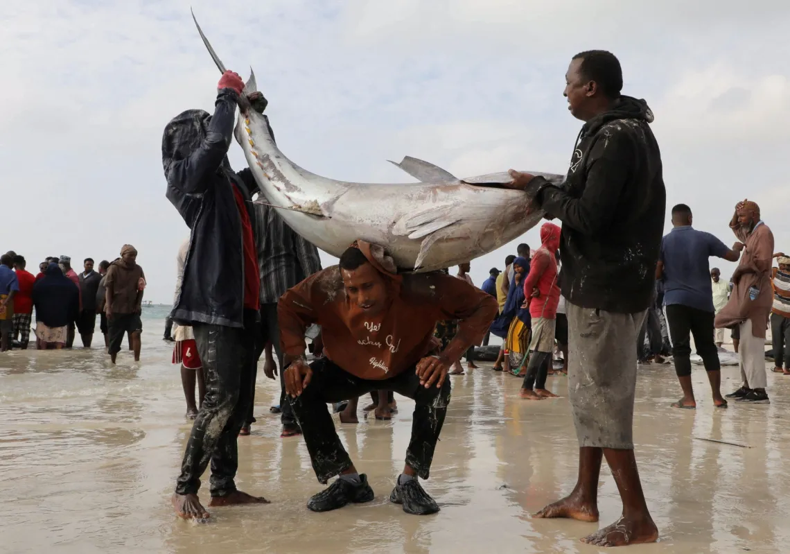 تجار صوماليون يحملون سمكة كبيرة على شاطئ ليدو المطل على المحيط الهندي في مقديشو، الصومال، 1 ديسمبر