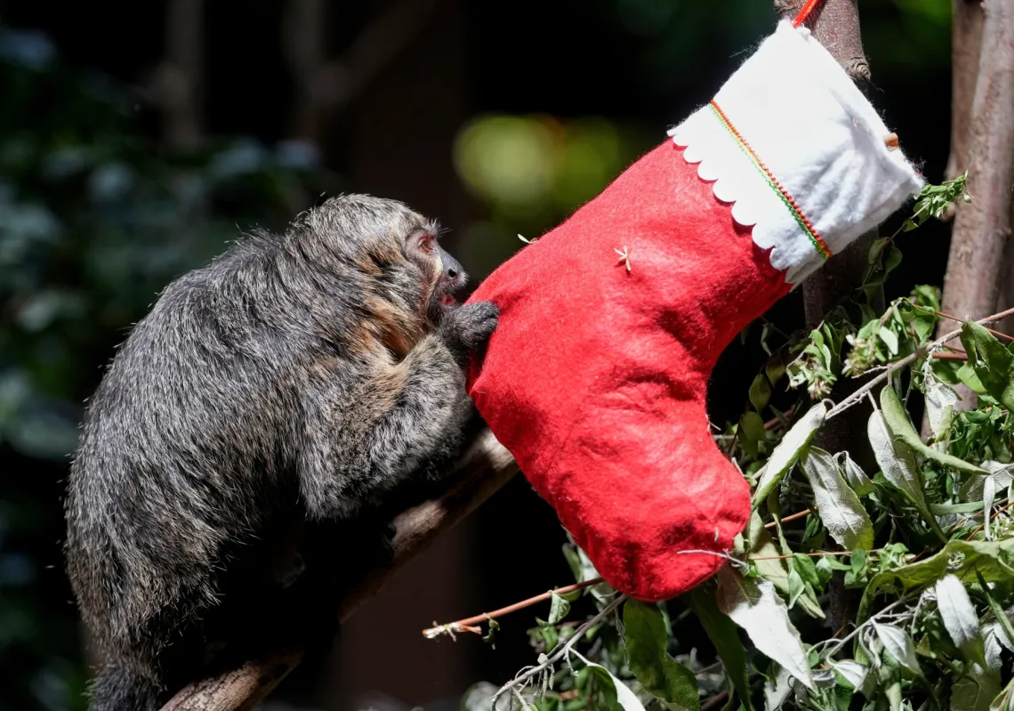 A Saki monkey investigates a festive stocking gifted by zookeepers at London Zoo, as the conservation zoo celebrates its Magic of Christmas event in London, Tuesday, Dec. 16, 2025.
