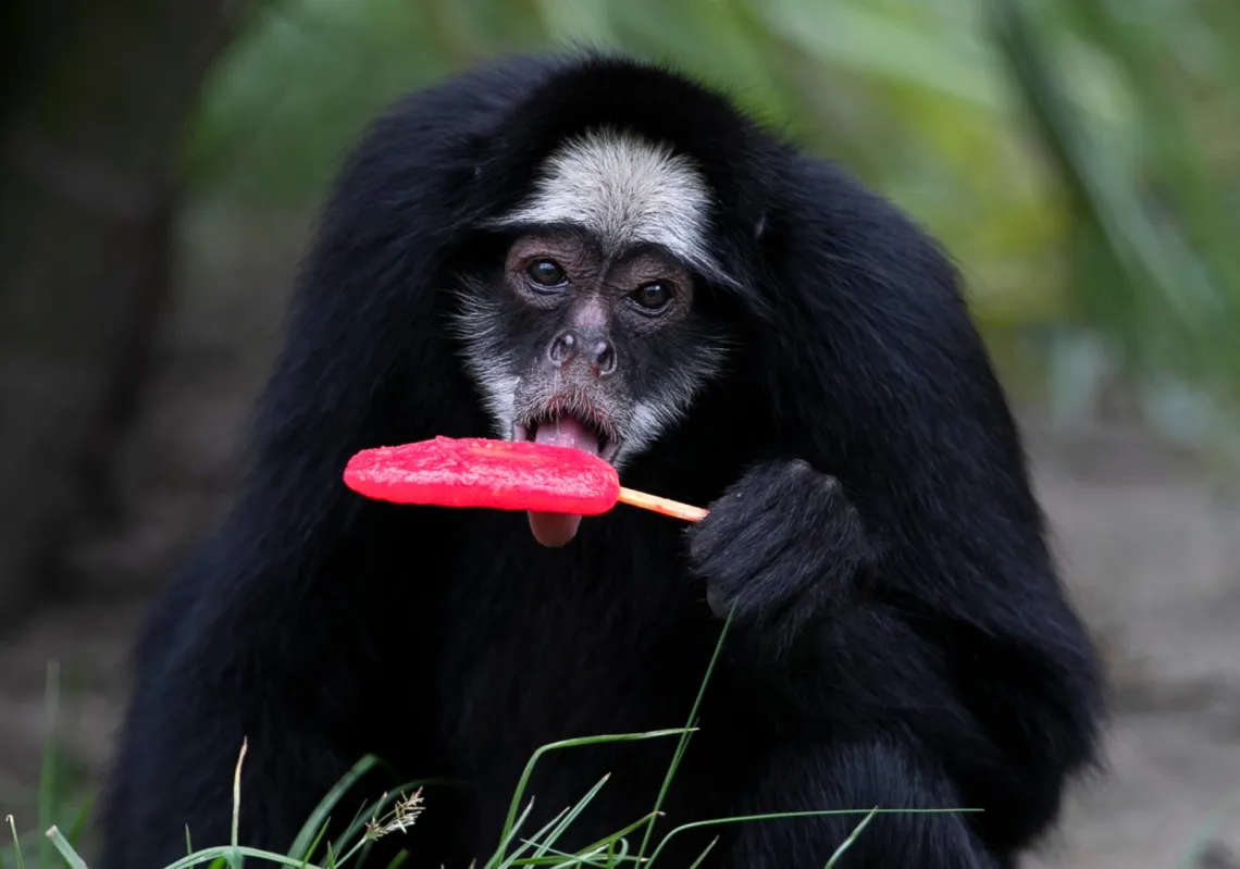 A white-cheeked spider monkey licks a popsicle in the summer heat at the BioParque do Rio in Rio de Janeiro, on 13 January 2026. 