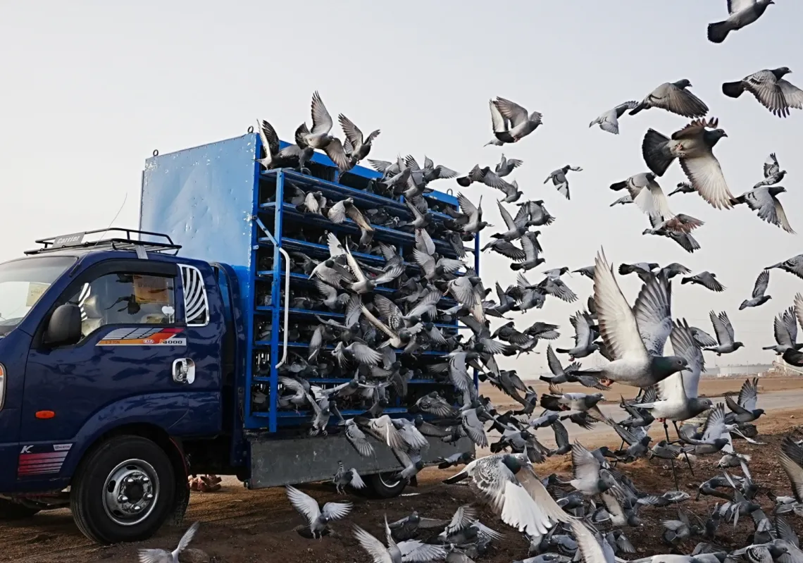 حمامات السباق تنطلق مع فتح قفص مثبت على مركبة عند بداية سباق الحمام في البصرة، العراق، في 15 فبراير