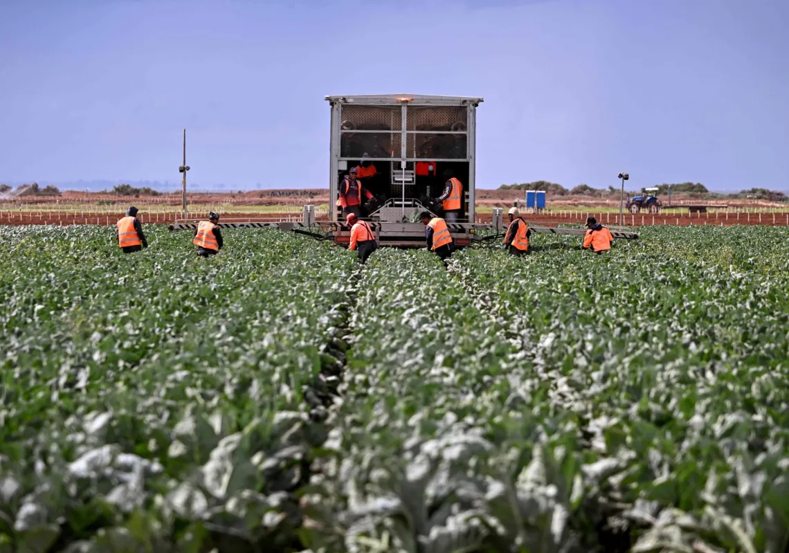 عمال يحصدون المحاصيل في مزرعة قرب ملبورن- أستراليا، 26 مارس 2026
