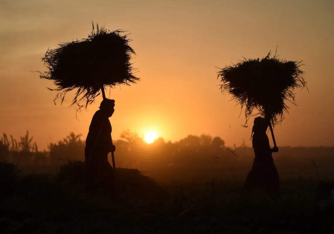 Afghan men carry bundles of barley across a field for threshing during sunset in the Chimtal district of Afghanistan's Balkh province on 13 May 2026. 