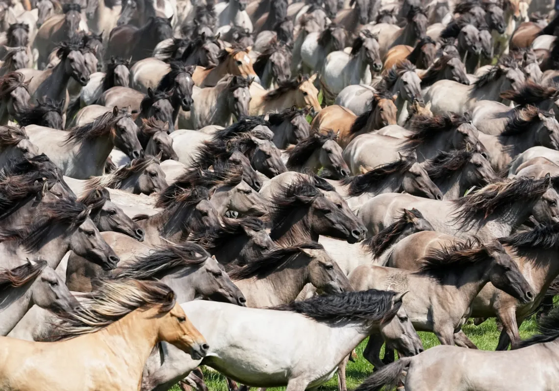 One of the last flocks of wild horses in Europe is driven once a year into an arena near their nature reserve in Düülmen, Germany, to catch the young stallions and secure the continued existence of the centuries-old herd.