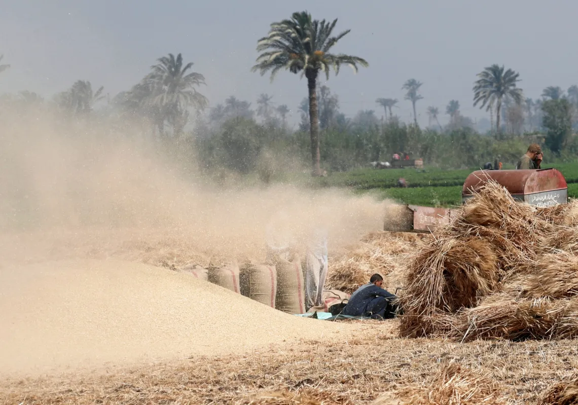 Farmers use a threshing machine as they harvest their wheat in Minya, south of Cairo.