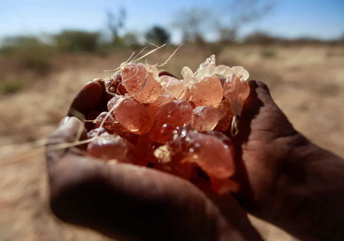 مزارع يمسك بقطع الصمغ في منطقة زراعية شمال كردفان، السودان، 18 ديسمبر/كانون الأول 2012