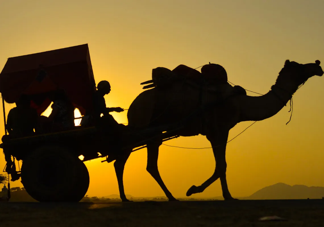 An Indian man rides on a camel cart during the Pushkar Camel Fair in Pushkar, in the western state of Rajasthan on November 12, 2018. (Getty)