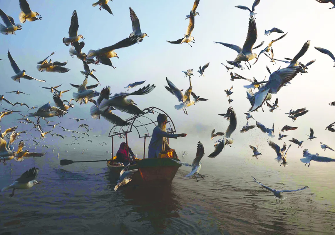 An Indian man feeds migratory seagulls at Narmada River early in the morning in Jabalpur in the Indian state of Madhya Pradesh on January 29, 2019. - The Narmada river, also known as the Rewa, is the fifth longest river in the Indian subcontinent. (Getty)