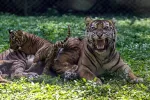 Juni KRISWANTO / AFP