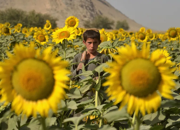 An Afghan boy stands in a sunflower field in the Panjwai district of Kandahar province on October 21, 2025.  An Afghan boy stands in a sunflower field in the Panjwai district of Kandahar province on October 21, 2025.